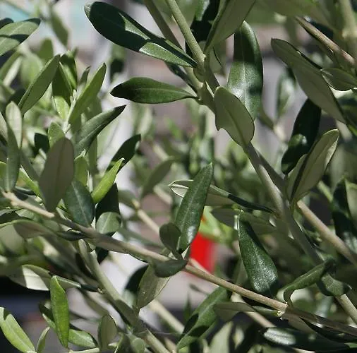 Kozluhan Hotel Ayvacik (Canakkale)